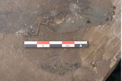 Foto (Detailansicht) von Castanea atavia Unger (NHMW-GEO-2024-0188-7964)